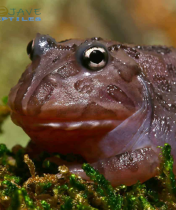 MUTANT BLACK HOLE PACMAN FROGS FOR SALE