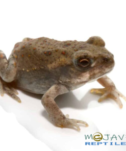 BABY COLORADO RIVER TOAD FOR SALE