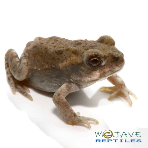 BABY COLORADO RIVER TOAD FOR SALE