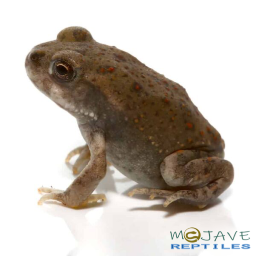 BABY COLORADO RIVER TOAD FOR SALE - Image 2