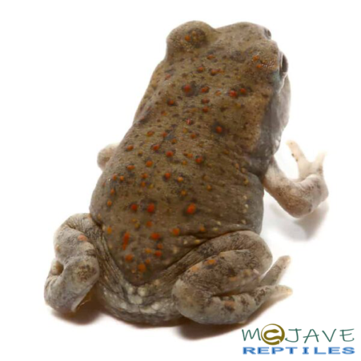 BABY COLORADO RIVER TOAD FOR SALE - Image 3