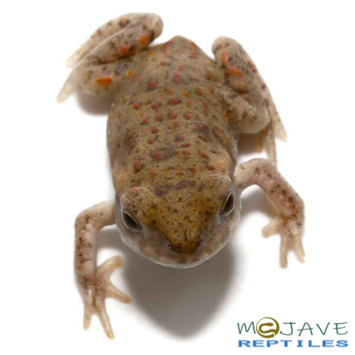 BABY COLORADO RIVER TOAD FOR SALE - Image 4