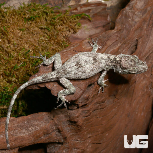 BABY CUBAN FALSE CHAMELEONS FOR SALE. - Image 3