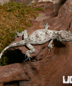 BABY CUBAN FALSE CHAMELEONS FOR SALE.
