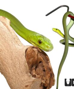 BABY EASTERN GREEN MAMBAS FOR SALE