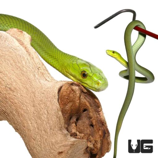BABY EASTERN GREEN MAMBAS FOR SALE