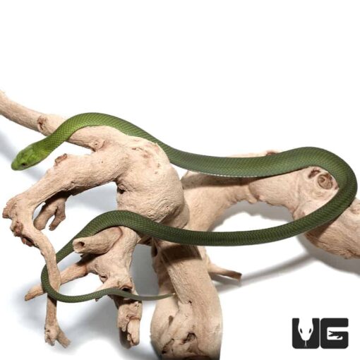 BABY EASTERN GREEN MAMBAS FOR SALE - Image 2
