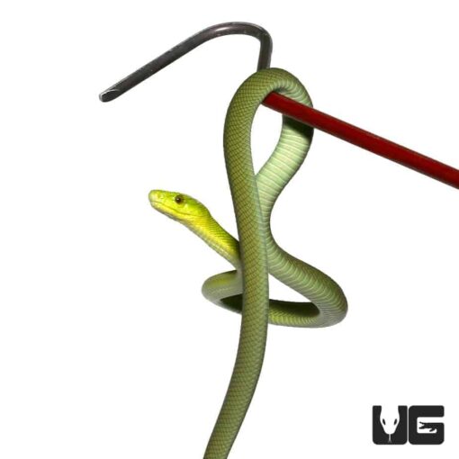 BABY EASTERN GREEN MAMBAS FOR SALE - Image 3
