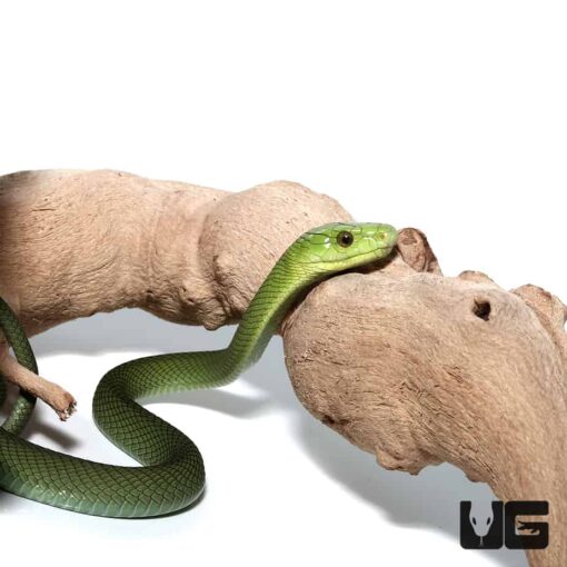 BABY EASTERN GREEN MAMBAS FOR SALE - Image 4