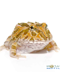 WE HAVE INFERNO PACMAN FROGS FOR SALE