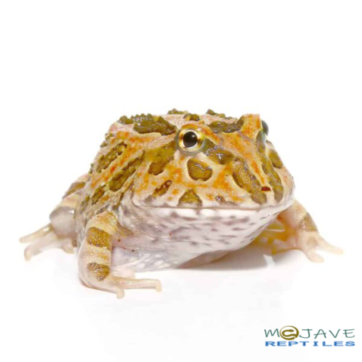 WE HAVE INFERNO PACMAN FROGS FOR SALE