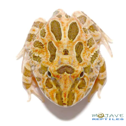 WE HAVE INFERNO PACMAN FROGS FOR SALE - Image 2