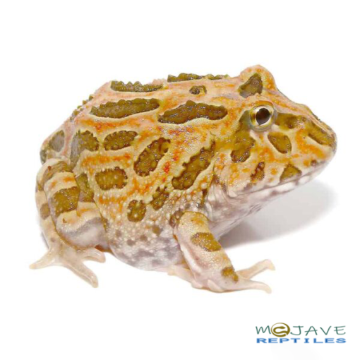 WE HAVE INFERNO PACMAN FROGS FOR SALE - Image 3