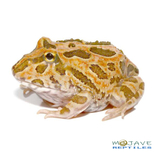WE HAVE INFERNO PACMAN FROGS FOR SALE - Image 4