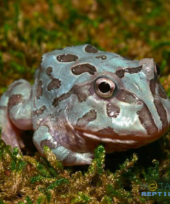MUTANT BLUE METAL PACMAN FROGS FOR SALE