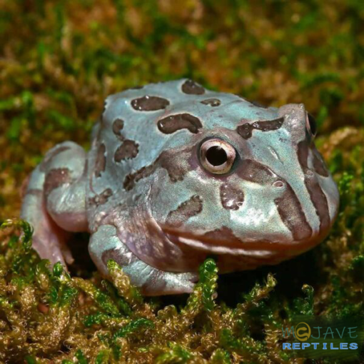MUTANT BLUE METAL PACMAN FROGS FOR SALE