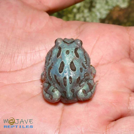 MUTANT BLUE METAL PACMAN FROGS FOR SALE - Image 2