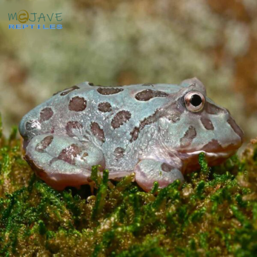 MUTANT BLUE METAL PACMAN FROGS FOR SALE - Image 3