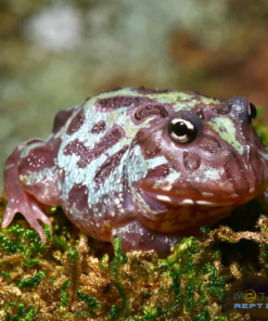 MUTANT NEBULA PACMAN FROGS FOR SALE