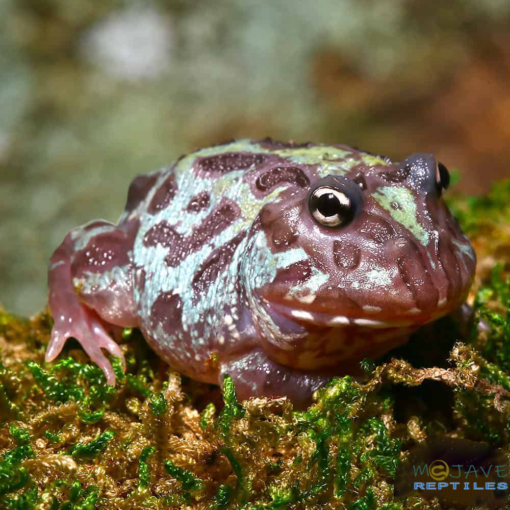 MUTANT NEBULA PACMAN FROGS FOR SALE