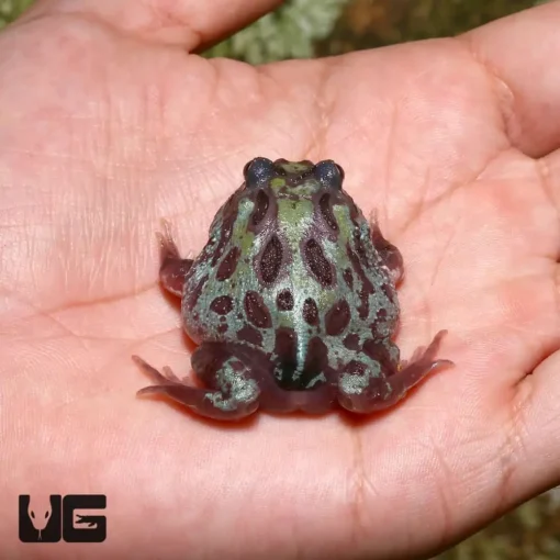 MUTANT NEBULA PACMAN FROGS FOR SALE - Image 2