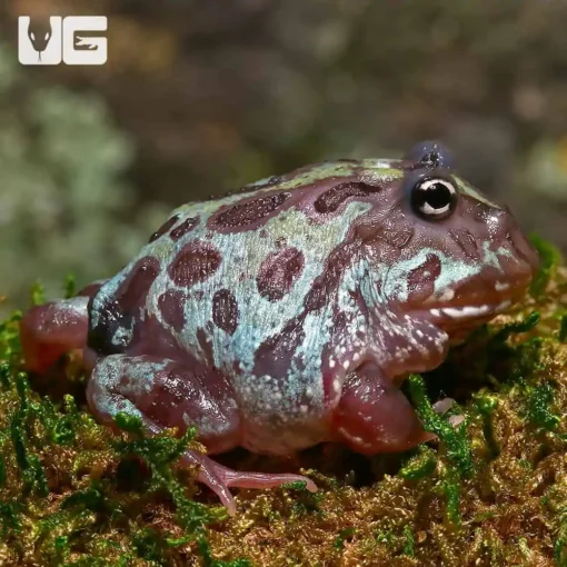 MUTANT NEBULA PACMAN FROGS FOR SALE - Image 3