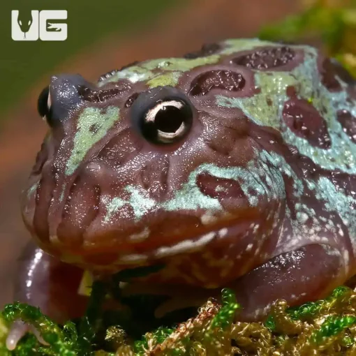 MUTANT NEBULA PACMAN FROGS FOR SALE - Image 4