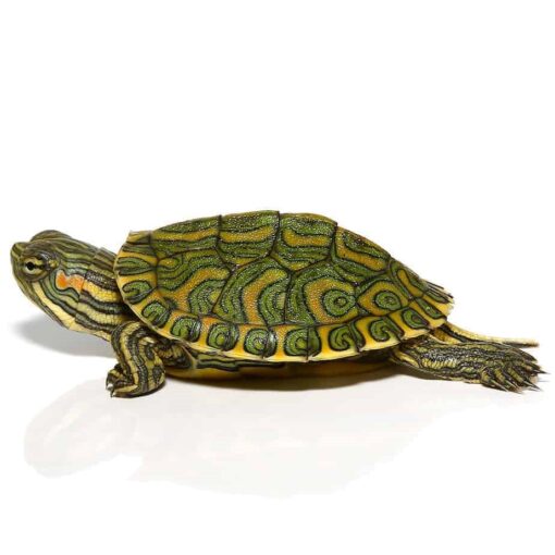 BABY PASTEL RIVER COOTER TURTLE FOR SALE - Image 2