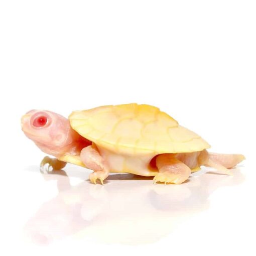 BABY SNOW RED EAR SLIDER TURTLES FOR SALE - Image 4