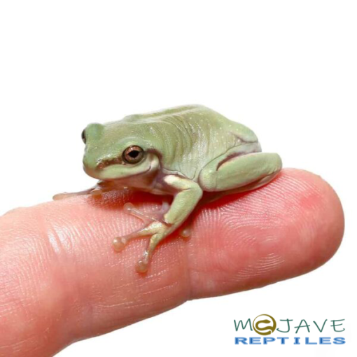 BABY SNOWFLAKE AUSTRALIAN BLUE DUMPY TREE FROGS FOR SALE