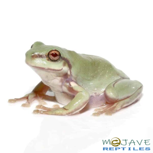 BABY SNOWFLAKE AUSTRALIAN BLUE DUMPY TREE FROGS FOR SALE - Image 2