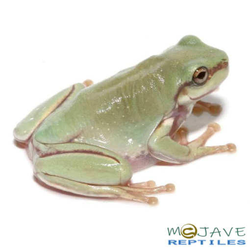 BABY SNOWFLAKE AUSTRALIAN BLUE DUMPY TREE FROGS FOR SALE - Image 3