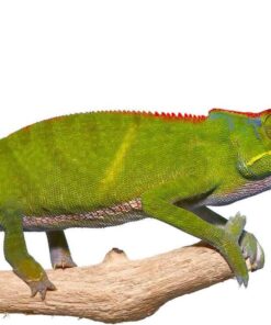 BIFIDUS CHAMELEON FOR SALE