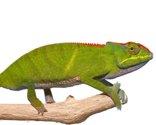 BIFIDUS CHAMELEON FOR SALE