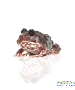 MUTANT BLACK EYED NEBULA PACMAN FROGS FOR SALE