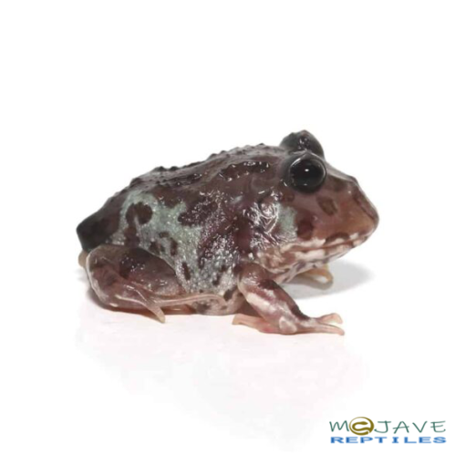 MUTANT BLACK EYED NEBULA PACMAN FROGS FOR SALE - Image 2