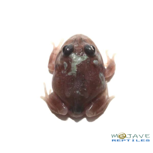 MUTANT BLACK EYED NEBULA PACMAN FROGS FOR SALE - Image 3