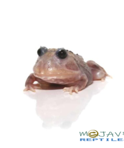 Mutant Black Eyed Pink Chicken Pacman Frog For Sale