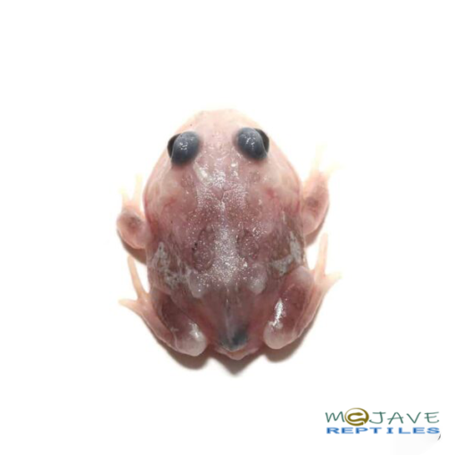 Mutant Black Eyed Pink Chicken Pacman Frog For Sale - Image 2