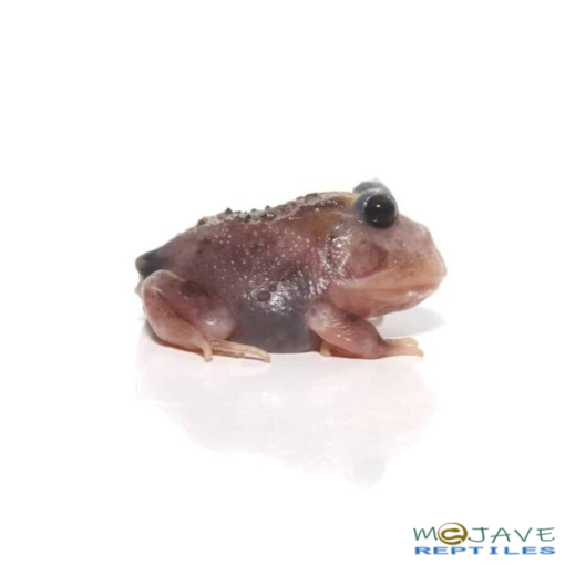 Mutant Black Eyed Pink Chicken Pacman Frog For Sale - Image 3