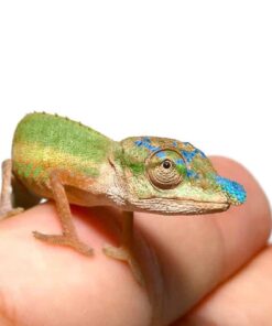 BLUE NOSE CHAMELEON FOR SALE