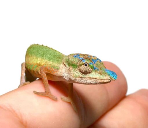 BLUE NOSE CHAMELEON FOR SALE
