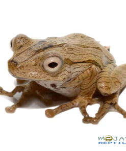 WE HAVE BORNEO EARED FROGS FOR SALE. HERE ARE SOME HIGHLIGHTS: Polypedates otilophus Hostage Bred Around .75 - 1.25 Inches In Length Grown-ups Can Grow Up To 2.5 - 3.5 Inches In Length Benefiting from Small Crickets And Other Small Insects Regularly