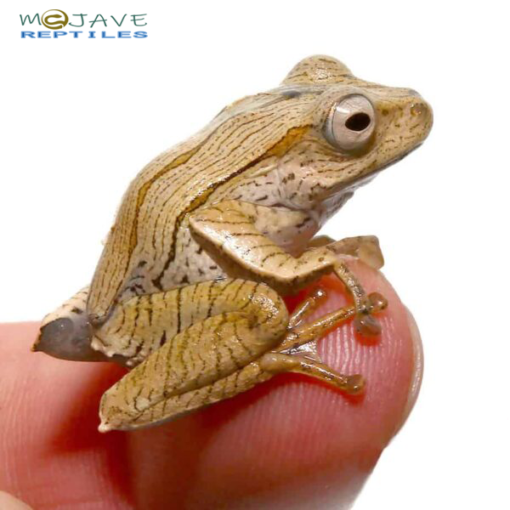 WE HAVE BORNEO EARED FROGS FOR SALE. HERE ARE SOME HIGHLIGHTS: Polypedates otilophus Hostage Bred Around .75 - 1.25 Inches In Length Grown-ups Can Grow Up To 2.5 - 3.5 Inches In Length Benefiting from Small Crickets And Other Small Insects Regularly - Image 2