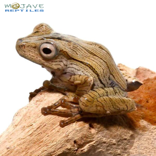 WE HAVE BORNEO EARED FROGS FOR SALE. HERE ARE SOME HIGHLIGHTS: Polypedates otilophus Hostage Bred Around .75 - 1.25 Inches In Length Grown-ups Can Grow Up To 2.5 - 3.5 Inches In Length Benefiting from Small Crickets And Other Small Insects Regularly - Image 3