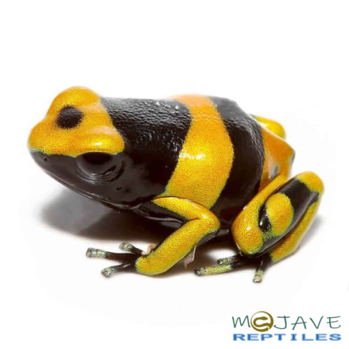 BUMBLE BEE DART FROGS FOR SALE