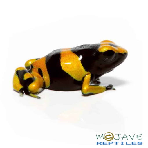 BUMBLE BEE DART FROGS FOR SALE - Image 4