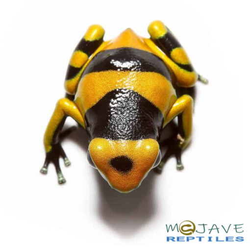 BUMBLE BEE DART FROGS FOR SALE - Image 3