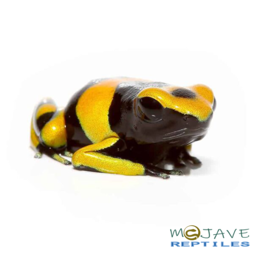 BUMBLE BEE DART FROGS FOR SALE - Image 2