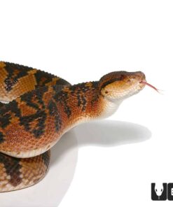 BUSHMASTER LACHESIS FOR SALE